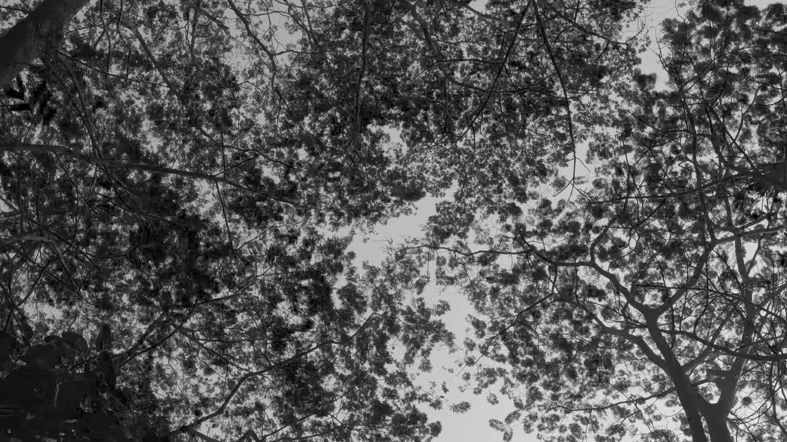 Last Wish — monochrome tree canopy